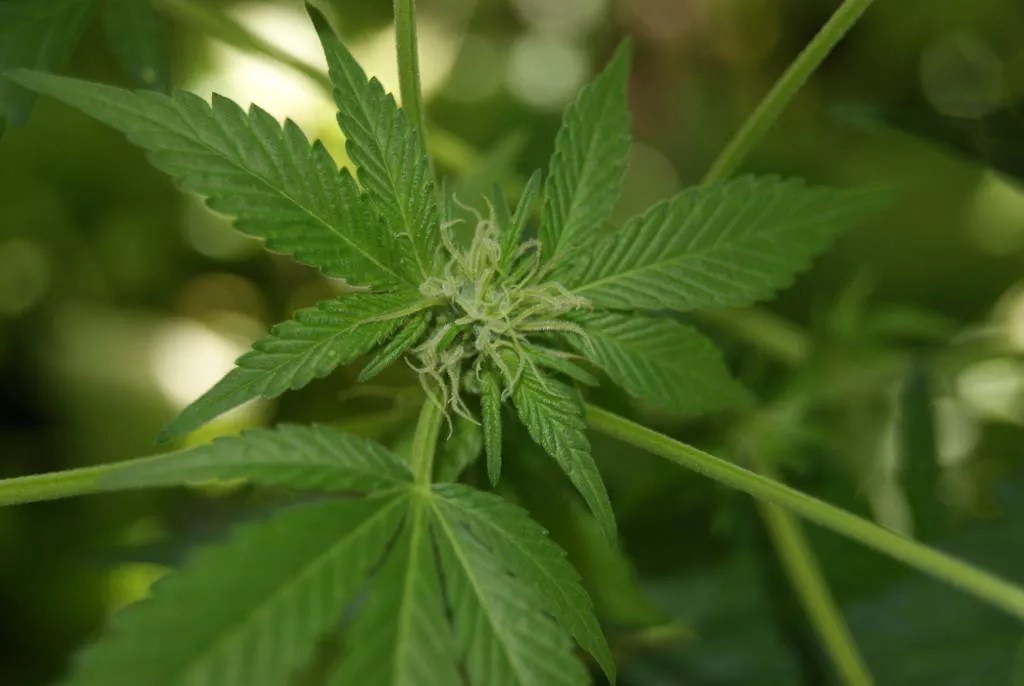 marijuana plant