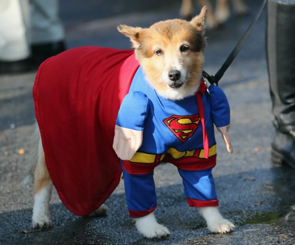 superman halloween dog costume