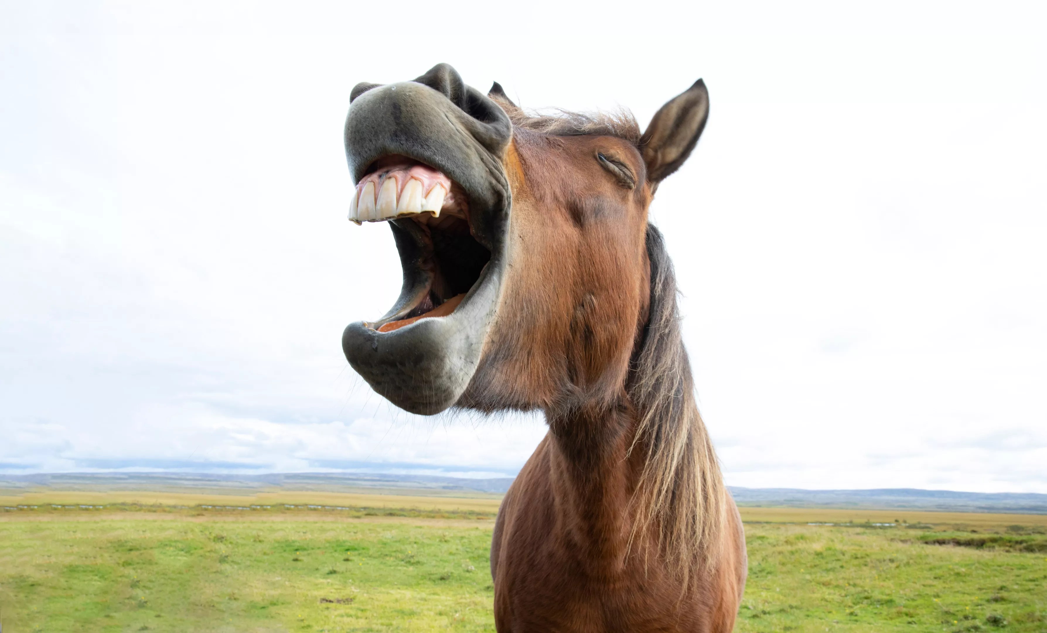 Laughing horse