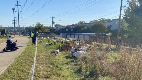 Yep, Those Are Goats Grazing Along Northaven Trail in Preston Hollow Right Now