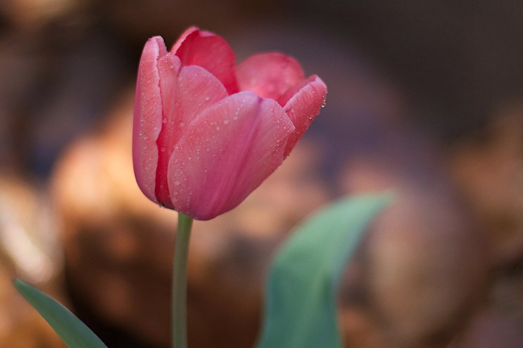 A pink tulip.